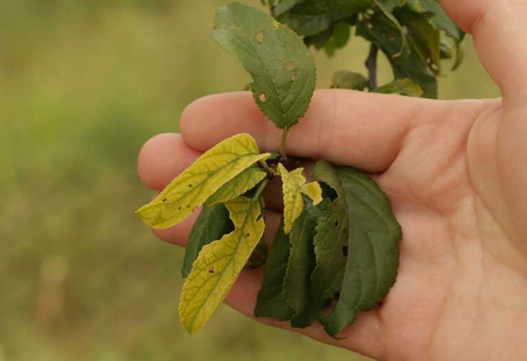Желтые листья у груши как лечить - дневник садовода semena-zdes.ru
