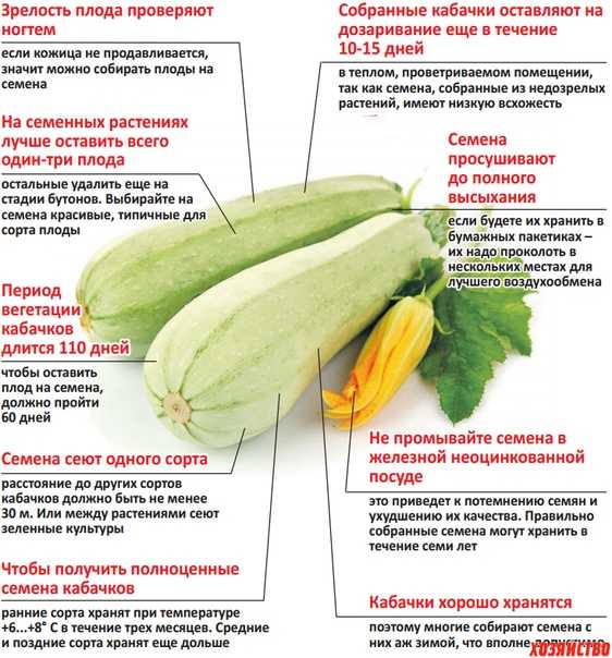 Тыква витаминная мускатная: описание сорта и фото, отзывы, выращивание