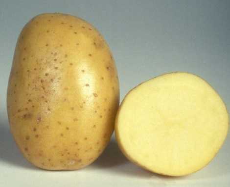 Сорта картофеля по алфавиту фото и описание с названиями – для дачников