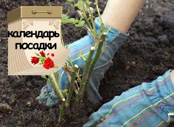 Высаживаем розы в открытый грунт осенью, благоприятные дни по лунному календарю садоводов и огородника
