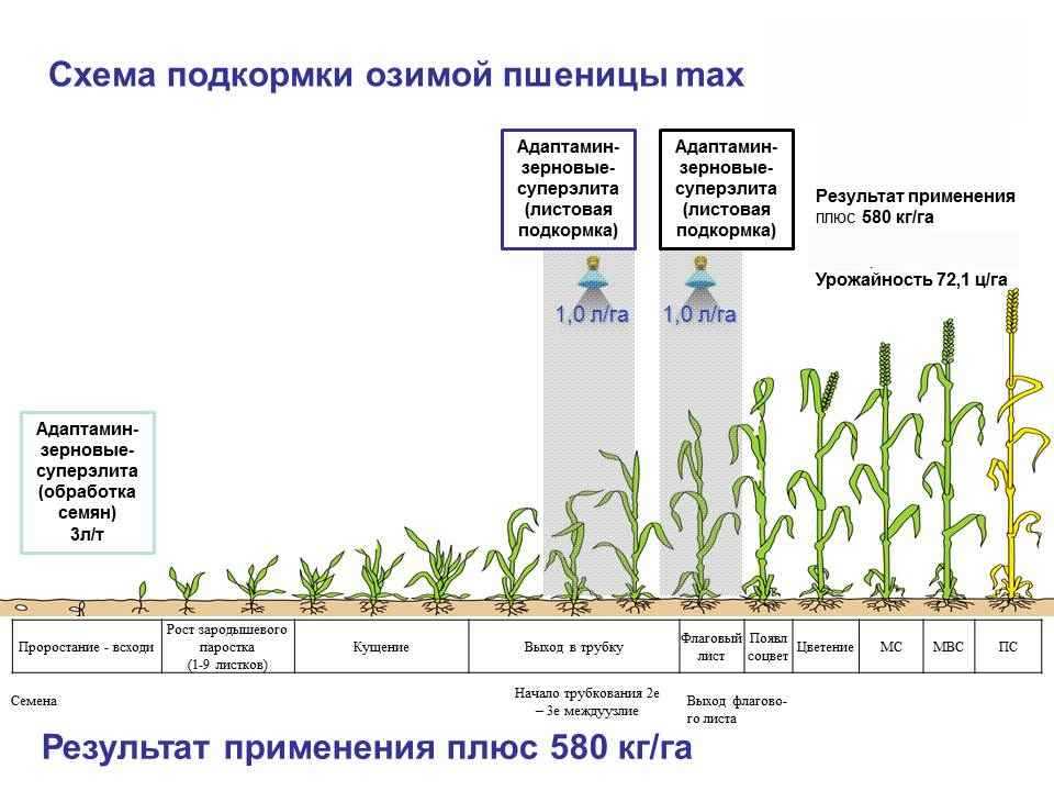 Как правильно использовать мочевину в саду и в огороде в течение всего сезона на supersadovnik.ru