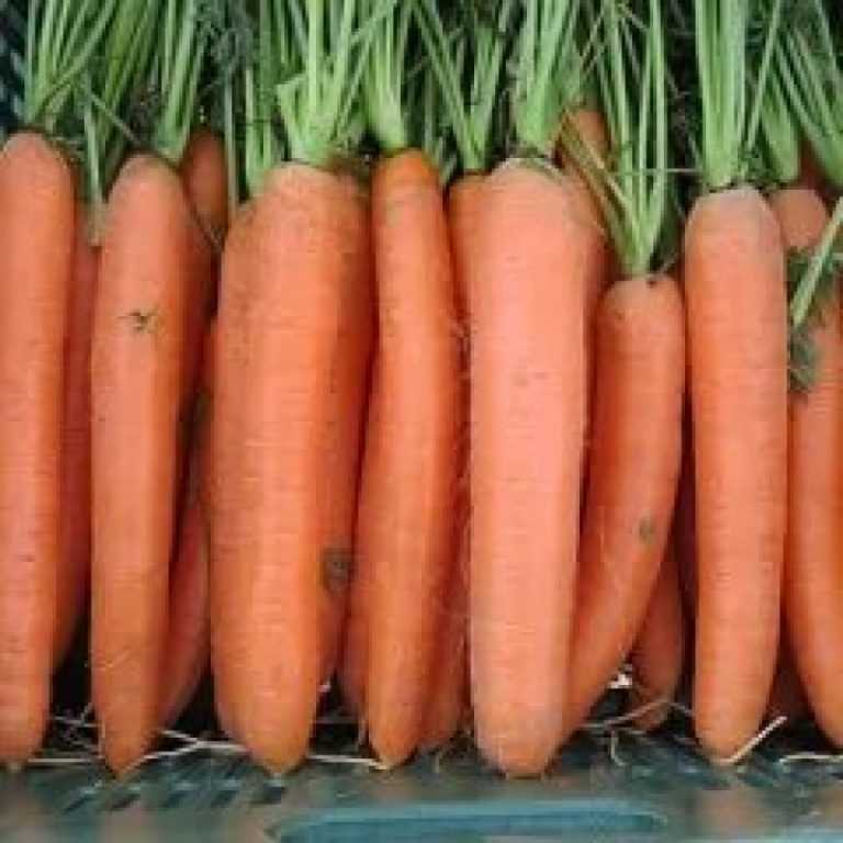 морковь семена дордонь