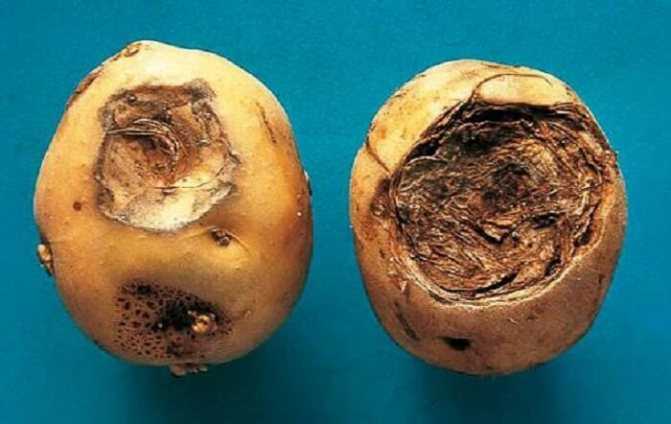 Разбор причин почему трескается картофель в земле и профилактика этого явления
