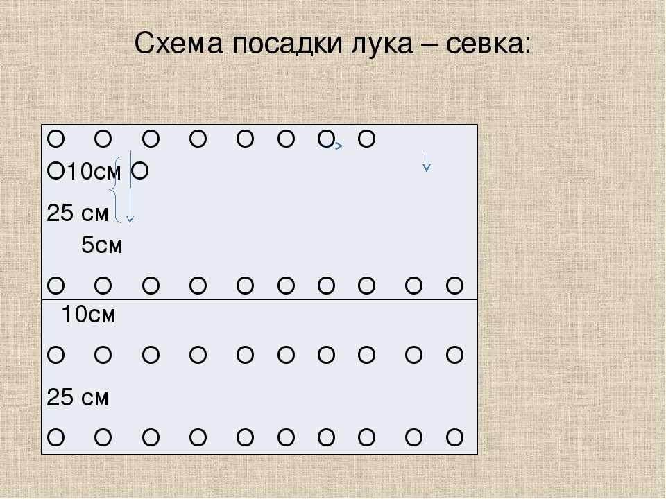 Схема посадки лука на репку из севка