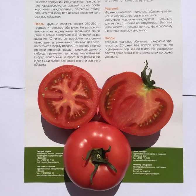 Вкусный и холодостойкий помидор андромеда