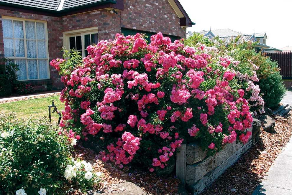 Плетистые розы, цветущие все лето: сорта зимостойкие для подмосковья