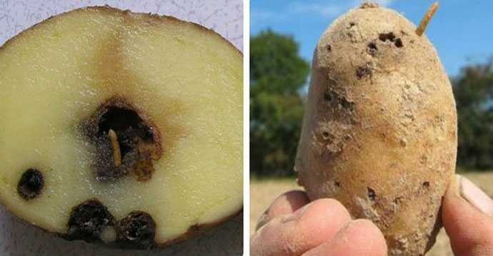 Как избавиться от моли в выкопанной картошки, меры борьбы