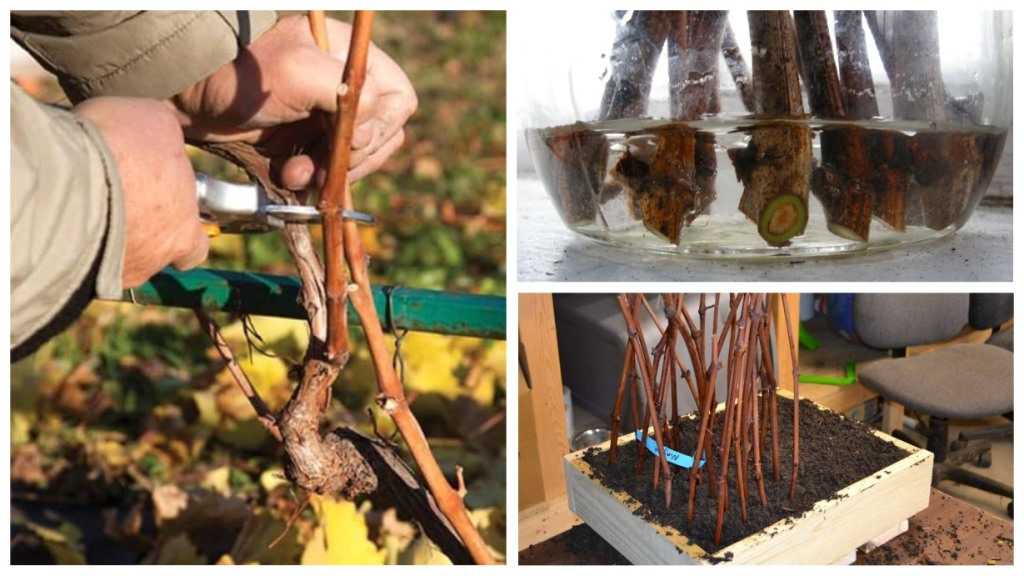 Проращивание черенков винограда в домашних условиях: весной, зимой