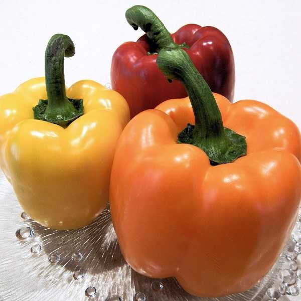 Желтый перец: польза и вред, чем полезен сладкий болгарский овощ, сколько в нем калорий, нормы употребления