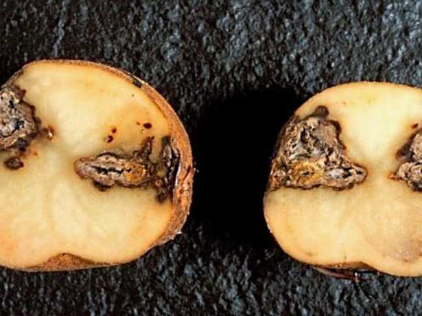 Почему гниет картошка в земле: 6 причин и 4 совета как предотвратить