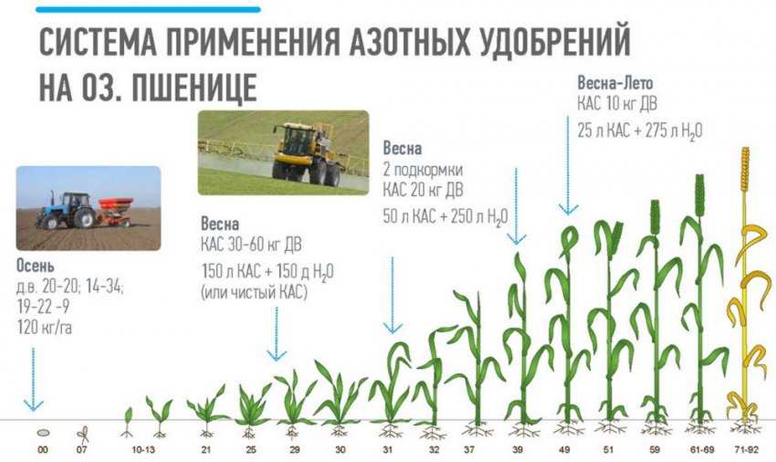 Подкормка пшеницы озимой: весной, осенью, карбамидом - норма внесения
