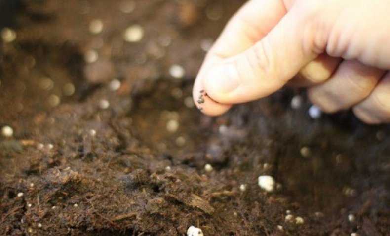 Можно ли сеять базилик под зиму: особенности посадки, подготовка грунта с фото