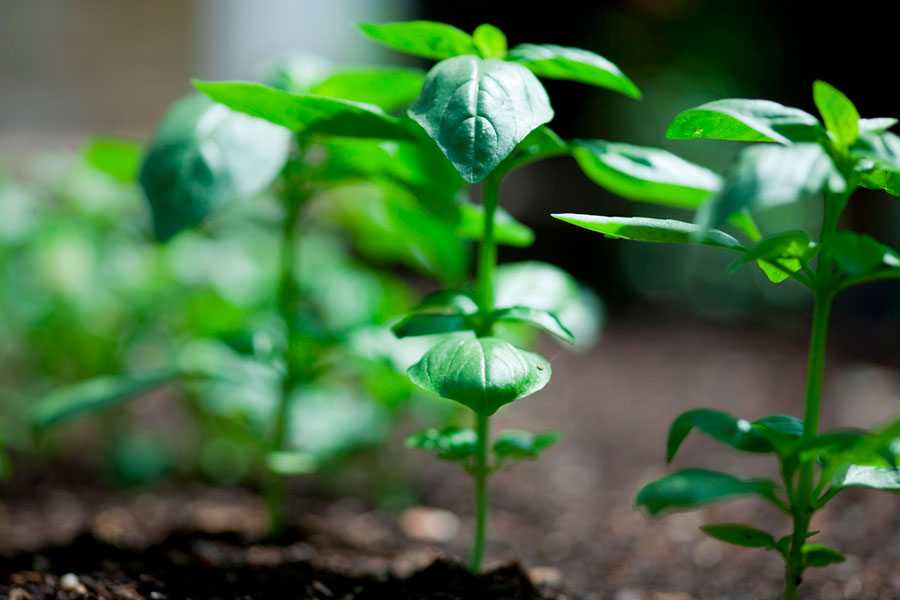 Как вырастить базилик из семян?