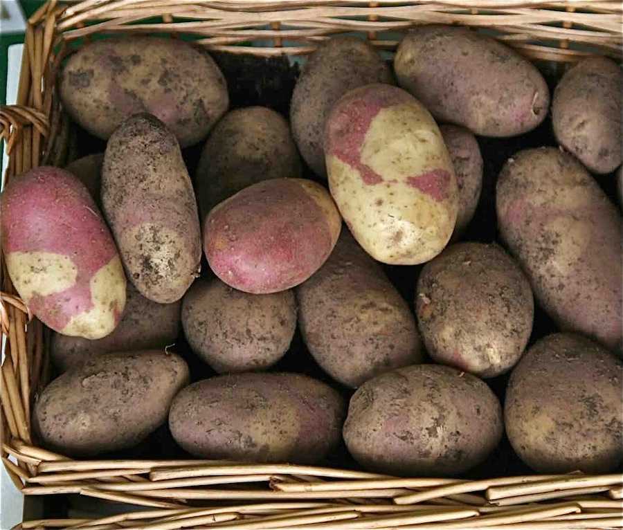 Картофель удача: описание и характеристика сорта с фото, вкусовые качества и лежкость, особенности выращивания и ухода