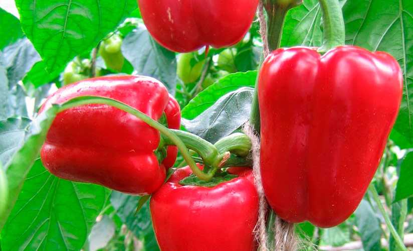 Описание и особенности выращивания перца сорта джемини f1 - агро эксперт