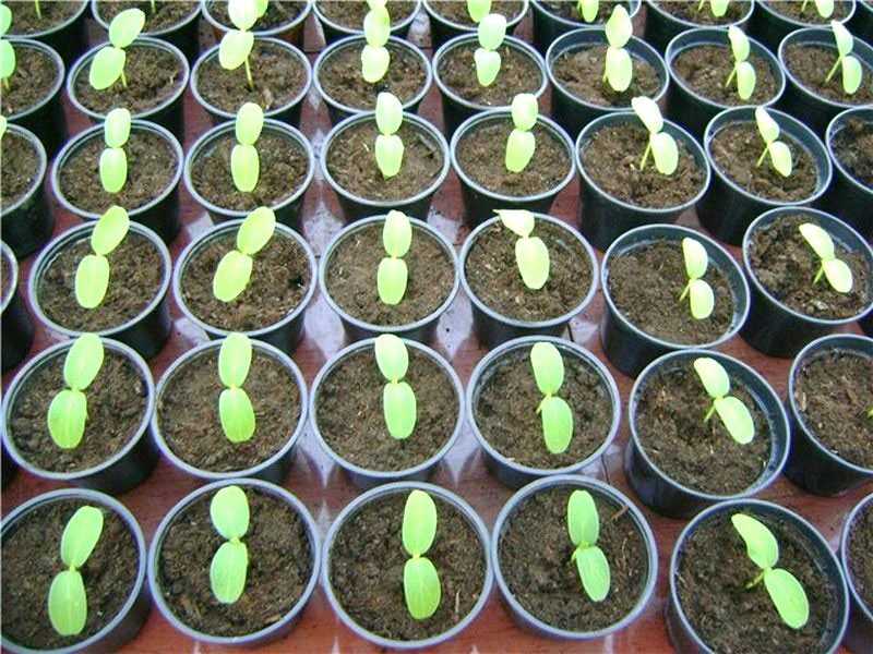 Как правильно проращивать семя: способы, которые помогают лучше прорастить семена посевных культур