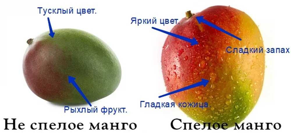 Как дозреть манго в домашних условиях? как быстро дозревает зеленый фрукт, куда положить на дозревание дома, можно ли есть неспелый плод