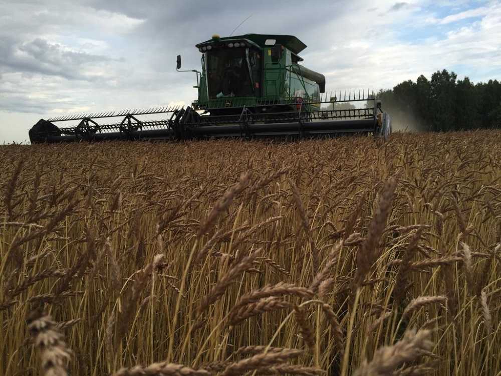 Яровая пшеница: что это такое, её биологические особенности; характеристика сортов, их урожайность и нормы высева