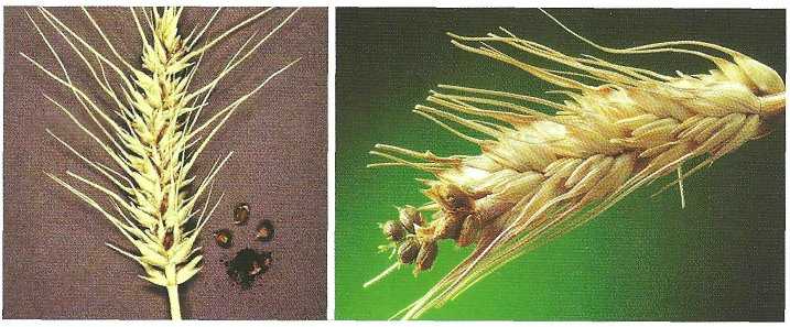 Головня стеблевая пшеницы | справочник по защите растений — agroxxi