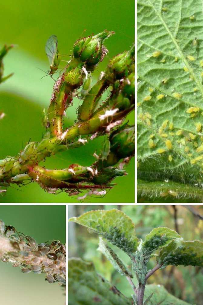 Альтернариоз разных растений. как избавиться от болезни?