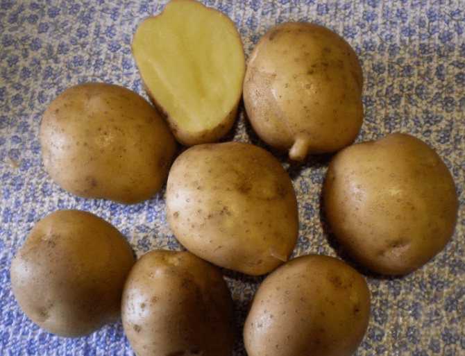 Картофель агата описание сорта, вкусовые качества, фото и отзывы