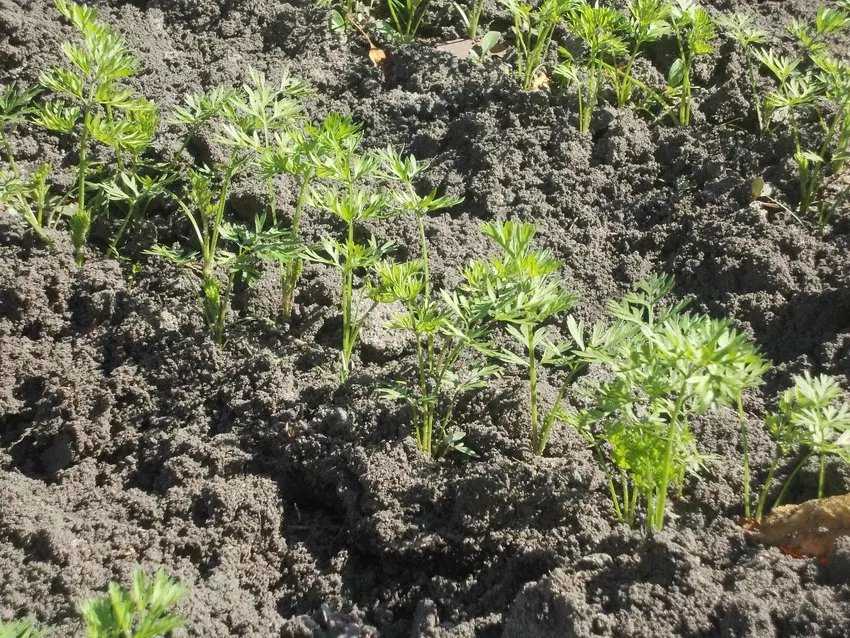 Как выращивать и ухаживать за укропом в открытом грунте, за сколько дней вырастет