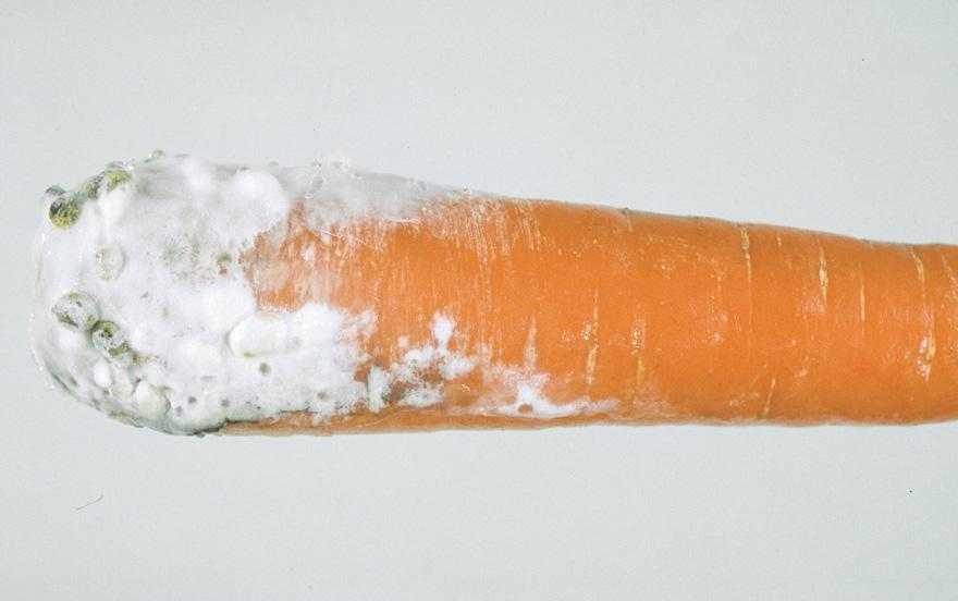 Болезни моркови: фото, подробное описание и лечение