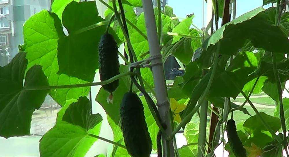 Можно ли выращивать огурцы на балконе - как получить хороший урожай