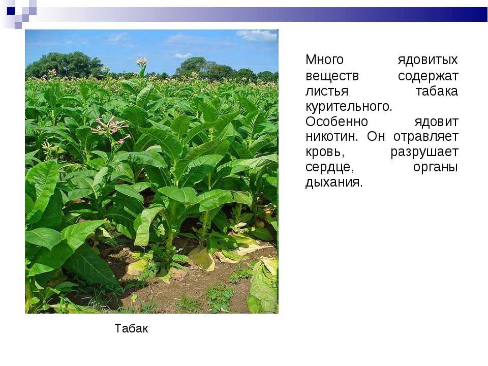 Табак курительный: выращивание семенами, сбор и хранение, фото