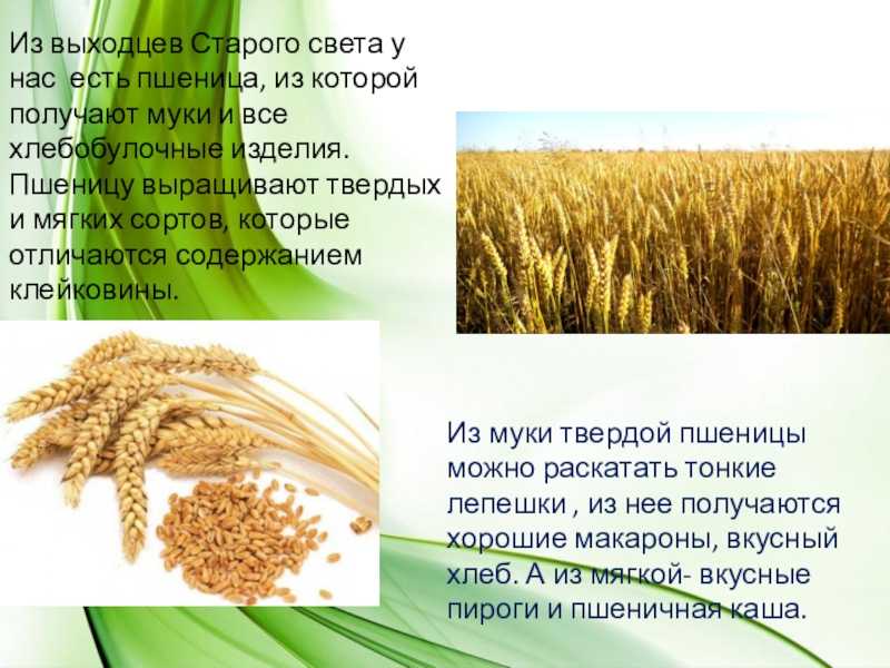 Зерновая сверхдержава. россия заработала на пшенице больше, чем на оружии
