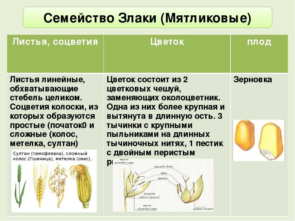 Головня пыльная пшеницы и ржи | справочник пестициды.ru