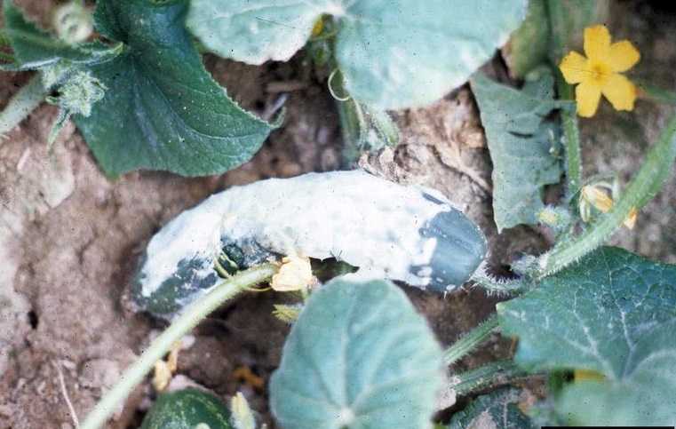 Белые пятна и белый налет на листьях огурцов: почему появляется недуг и что делать