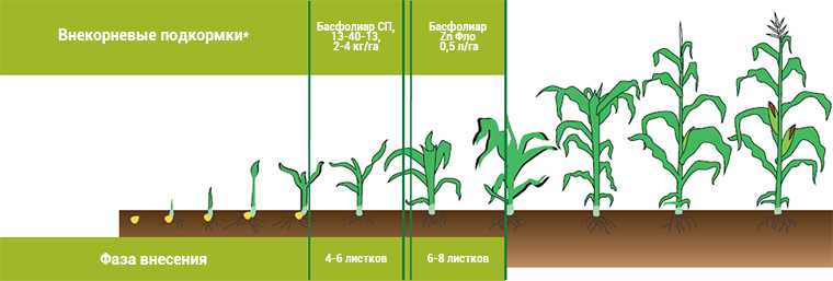 Чем подкормить пшеницу – схема внесения удобрений под растение