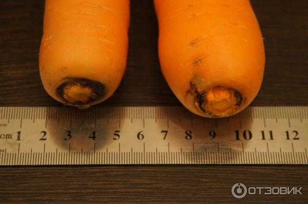 Морковь изначально была фиолетовой.. какого цвета изначально (до селекции) была морковь? | дачная жизнь