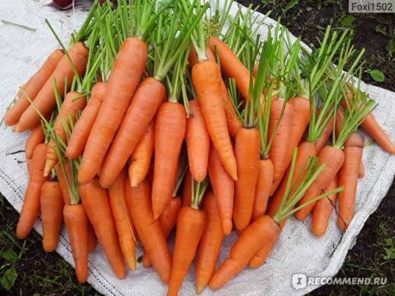Лучшие сорта моркови для подмосковья: характеристики, фото и выращивание