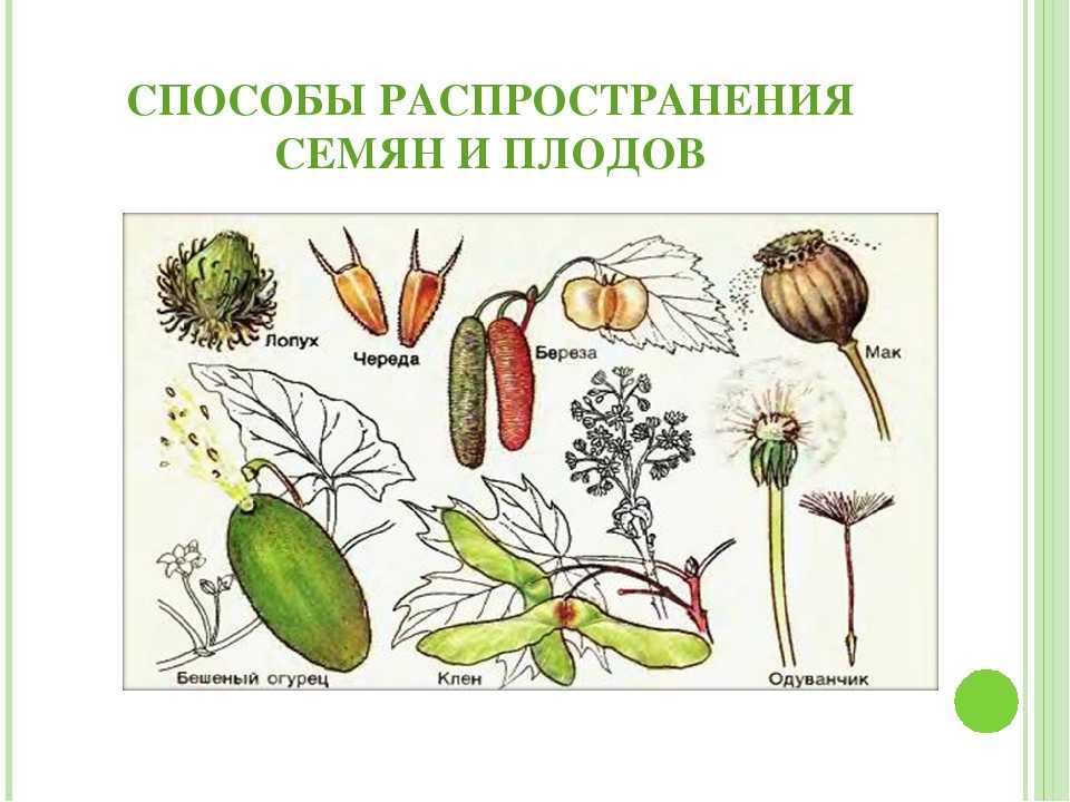 Основные типы плодов растений и общая классификация плодов
