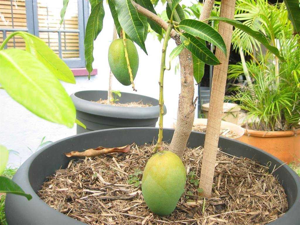Можно ли выращивать манго из косточки в домашних условиях и как это делать?