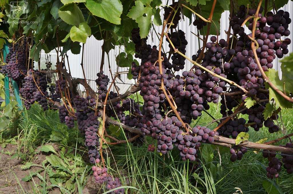 Сорта винограда: по алфавиту, столовые, ранние, морозостойкие, технические, без косточек