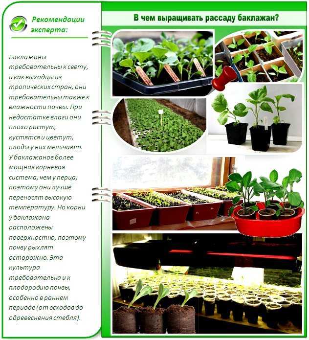 Как самому вырастить белые баклажаны? от посева на рассаду до урожая на supersadovnik.ru