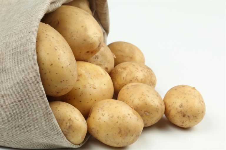 Картофель из семян 2020 года в сезоне 2020 г. сорта «фермер» и «аусония». часть 3