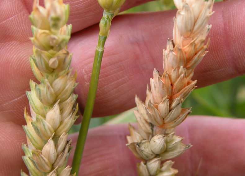 Пшеница болеет фузариозом. как лечить пшеницу от фузариоза?