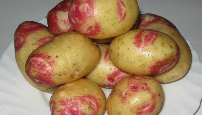 Красные пятна на картофеле