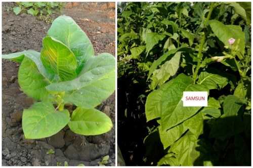 Душистый табак (37 фото + видео): посадка и еще уход, примеры на клумбе. выращивание из семян. когда сажать в домашних условиях? | как сделать своими руками