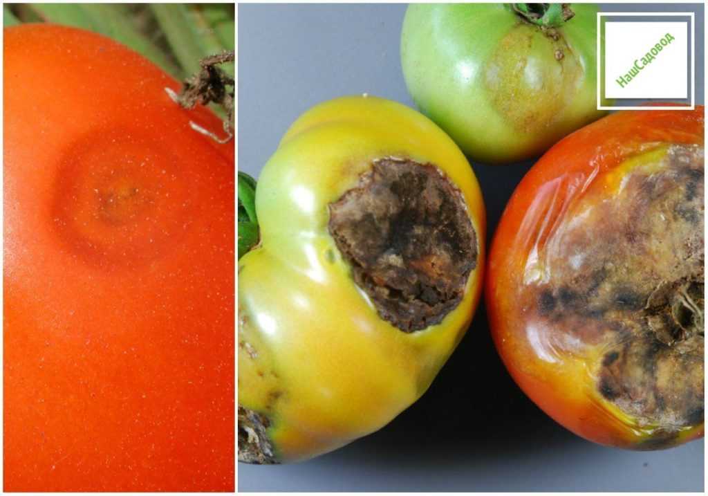 Почему чернеют плоды помидоров - что делать, причины и лечение