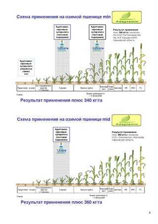 Подкормка пшеницы по листу (карбамидом и другими веществами): правильная дозировка листовых удобрений, чем подкормить озимые и яровые посевы