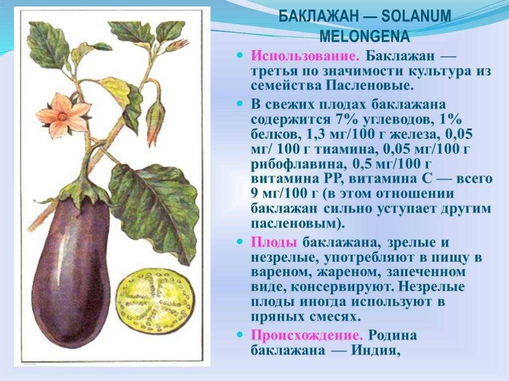 Что такое баклажан — это ягода или овощ: разбираемся вместе и знакомимся с растением ближе