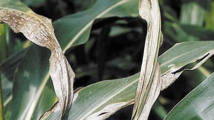 Болезни и вредители кукурузы. меры борьбы и профилактики