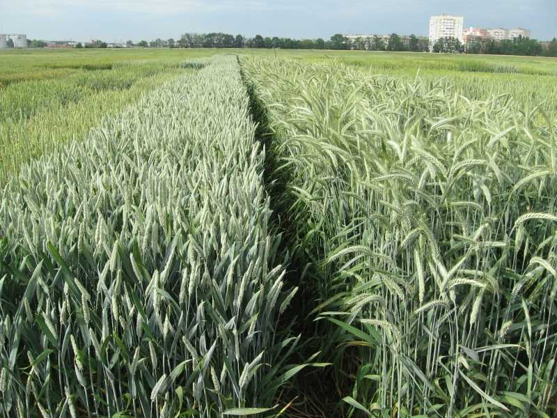 Потенциал тритикале - гибрида пшеницы и ржи | сельскохозяйственная техника ао ммз