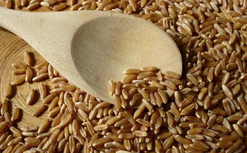 Особенности выращивания озимой пшеницы: сорта, технология, удобрения