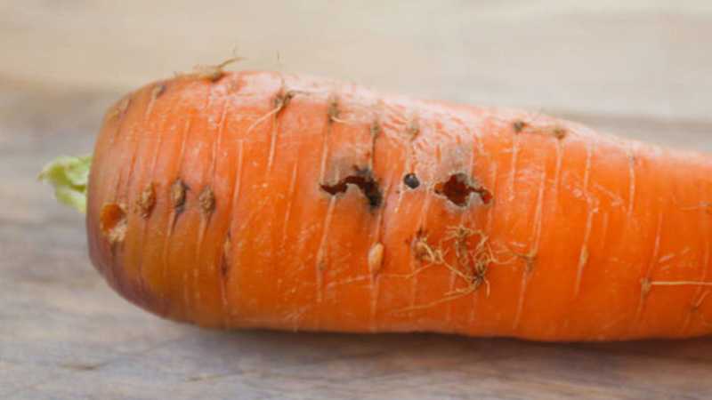Как выглядит морковная муха и как от нее избавиться?